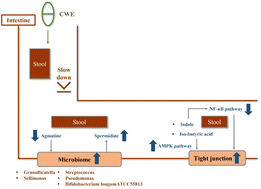 Graphical abstract: Cinnamon (Cinnamomum cassia) water extract improves diarrhea symptoms by changing the gut environment: a randomized controlled trial