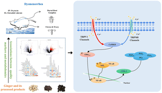 Graphical abstract: The mechanism of ginger and its processed products in the treatment of estradiol valerate coupled with oxytocin-induced dysmenorrhea in mice via regulating the TRP ion channel-mediated ERK1/2/NF-κB signaling pathway