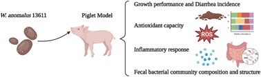 Graphical abstract: Wickerhamomyces anomalus relieves weaning diarrhea via improving gut microbiota and redox homeostasis using a piglet model