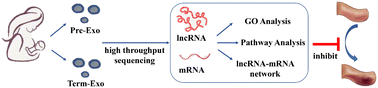 Graphical abstract: LncRNA and mRNA profiles of human milk-derived exosomes and their possible roles in protecting against necrotizing enterocolitis