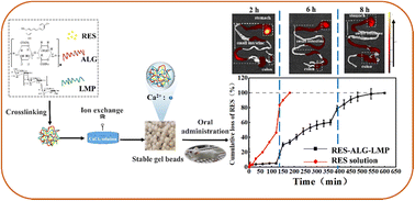Graphical abstract: An oral hydrogel carrier for delivering resveratrol into intestine-specific target released with high encapsulation efficiency and loading capacity based on structure-selected alginate and pectin