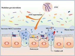 Graphical abstract: Lactobacillus rhamnosus GG supernatant promotes intestinal mucin production through regulating 5-HT4R and gut microbiota