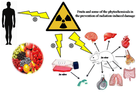 Graphical abstract: Fruits and their phytochemicals in mitigating the ill effects of ionizing radiation: review on the existing scientific evidence and way forward