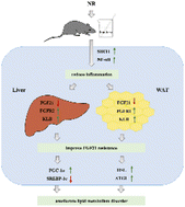Graphical abstract: Nicotinamide riboside ameliorates high-fructose-induced lipid metabolism disorder in mice via improving FGF21 resistance in the liver and white adipose tissue