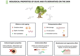 Graphical abstract: Biological effects of the olive tree and its derivatives on the skin