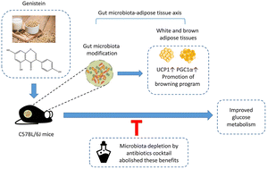 Graphical abstract: Genistein improves glucose metabolism and promotes adipose tissue browning through modulating gut microbiota in mice