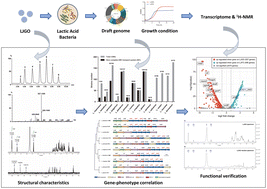 Graphical abstract: An α type gluco-oligosaccharide from brown algae Laminaria japonica stimulated the growth of lactic acid bacteria encoding specific ABC transport system components