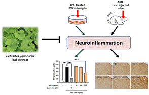 Graphical abstract: Petasites japonicus leaf extract inhibits Alzheimer's-like pathology through suppression of neuroinflammation