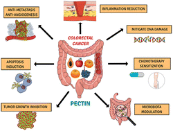 Graphical abstract: Effects of pectins on colorectal cancer: targeting hallmarks as a support for future clinical trials