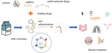 Graphical abstract: Milk exosomes: an oral drug delivery system with great application potential