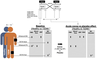 Graphical abstract: Cocoa flavanol consumption improves lower extremity endothelial function in healthy individuals and people with type 2 diabetes