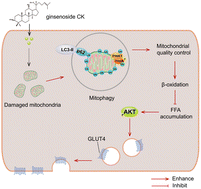 Graphical abstract: Ginsenoside CK improves skeletal muscle insulin resistance by activating DRP1/PINK1-mediated mitophagy