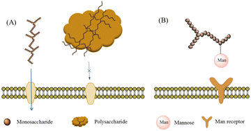 Graphical abstract: The effect of structure and preparation method on the bioactivity of polysaccharides from plants and fungi