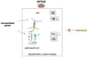 Graphical abstract: Transamidated wheat gliadin induces differential antigen recognition in the small intestine of HLA/DQ8 transgenic mice