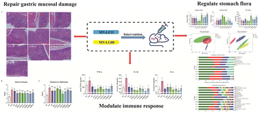 Graphical abstract: Two novel lactic acid bacteria, Limosilactobacillus fermentum MN-LF23 and Lactobacillus gasseri MN-LG80, inhibited Helicobacter pylori infection in C57BL/6 mice