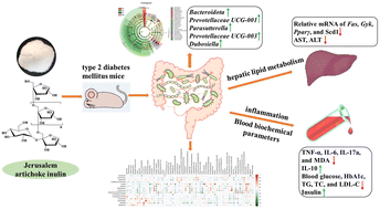 Graphical abstract: Jerusalem artichoke inulin supplementation ameliorates hepatic lipid metabolism in type 2 diabetes mellitus mice by modulating the gut microbiota and fecal metabolome