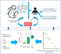 Graphical abstract: Distinct breast milk microbiota, cytokine, and adipokine profiles are associated with infant growth at 12 months: an in vitro host–microbe interaction mechanistic approach
