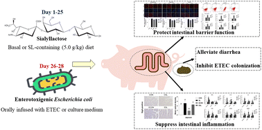 Graphical abstract: Protective effect of sialyllactose on the intestinal epithelium in weaned pigs upon enterotoxigenic Escherichia coli challenge