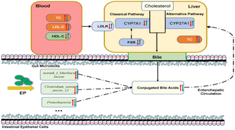 Graphical abstract: Polysaccharides from Enteromorpha prolifera alleviate hypercholesterolemia via modulating the gut microbiota and bile acid metabolism