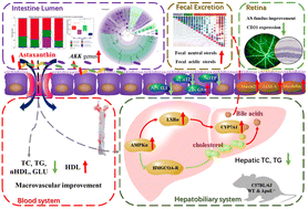 Graphical abstract: Dietary astaxanthin-rich extract ameliorates atherosclerosis/retinopathy and restructures gut microbiome in apolipoprotein E-deficient mice fed on a high-fat diet