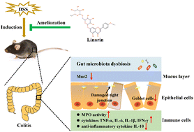 Graphical abstract: Linarin ameliorates dextran sulfate sodium-induced colitis in C57BL/6J mice via the improvement of intestinal barrier, suppression of inflammatory responses and modulation of gut microbiota