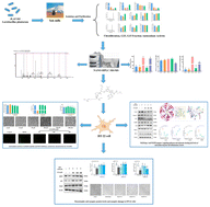 Graphical abstract: Neuroprotective effects of fermented yak milk-derived peptide LYLKPR on H2O2-injured HT-22 cells