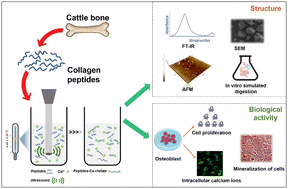 Graphical abstract: Preparation of a cattle bone collagen peptide–calcium chelate by the ultrasound method and its structural characterization, stability analysis, and bioactivity on MC3T3-E1 cells