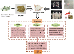 Graphical abstract: Effects of Dendrobium officinale ultrafine powder on sub-health mice induced by unhealthy lifestyle based on neuroendocrine immune system