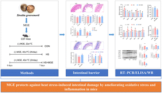 Graphical abstract: Mogroside-rich extract from Siraitia grosvenorii fruits protects against heat stress-induced intestinal damage by ameliorating oxidative stress and inflammation in mice