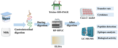 Graphical abstract: Allergenicity evaluation of peptides from milk and yogurt after gastrointestinal digestion based on epitopes