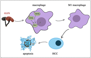 Graphical abstract: The anti-hepatocellular carcinoma effects of polysaccharides from Ganoderma lucidum by regulating macrophage polarization via the MAPK/NF-κB signaling pathway