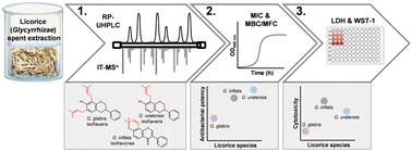 Graphical abstract: Valorisation of liquorice (Glycyrrhiza) roots: antimicrobial activity and cytotoxicity of prenylated (iso)flavonoids and chalcones from liquorice spent (G. glabra, G. inflata, and G. uralensis)