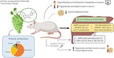 Graphical abstract: Grape seed extract supplementation modulates hepatic lipid metabolism in rats. Implication of PPARβ/δ