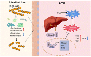 Graphical abstract: Salecan ameliorates liver injury by regulating gut microbiota and its metabolites