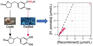 Graphical abstract: Purified recombinant enzymes efficiently hydrolyze conjugated urinary (poly)phenol metabolites