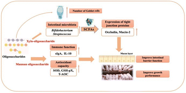 Graphical abstract: Molecular actions of different functional oligosaccharides on intestinal integrity, immune function and microbial community in weanling pigs