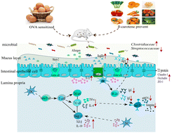 Graphical abstract: Protective effect of β-carotene on OVA-induced food allergy in mice by strengthening intestinal epithelial barrier function and regulating intestinal microflora