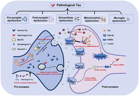 Graphical abstract: Potential of food-derived bioactive peptides in alleviation and prevention of Alzheimer's disease