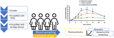 Graphical abstract: Emulsification by vitamin E TPGS or Quillaja extract enhanced absorption of berberine without affecting its metabolism in humans