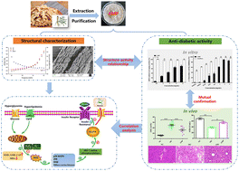 Graphical abstract: Hypoglycemic activity in vitro and vivo of a water-soluble polysaccharide from Astragalus membranaceus