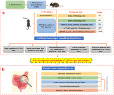 Graphical abstract: Hypoglycemic effect of the polysaccharides from Astragalus membranaceus on type 2 diabetic mice based on the “gut microbiota–mucosal barrier”