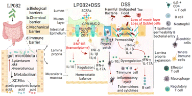 Graphical abstract: Lactobacillus plantarum HNU082 alleviates dextran sulfate sodium-induced ulcerative colitis in mice through regulating gut microbiome