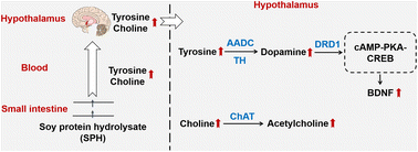 Graphical abstract: Duodenal infusion of soy protein hydrolysate activates cAMP signaling and hypothalamic neurotransmitter synthesis in pigs