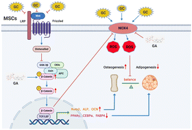 Graphical abstract: Glycyrrhizic acid alters the hyperoxidative stress-induced differentiation commitment of MSCs by activating the Wnt/β-catenin pathway to prevent SONFH