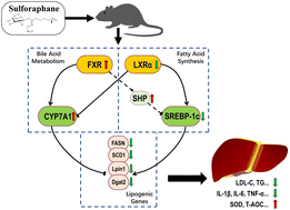 Graphical abstract: The protective effects of sulforaphane on high-fat diet-induced metabolic associated fatty liver disease in mice via mediating the FXR/LXRα pathway