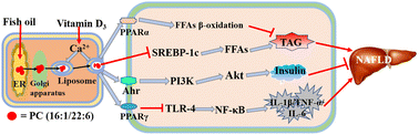 Graphical abstract: Elevated serum phosphatidylcholine (16:1/22:6) levels promoted by fish oil and vitamin D3 are highly correlated with biomarkers of non-alcoholic fatty liver disease in Chinese subjects