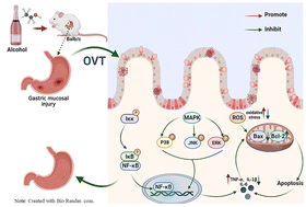 Graphical abstract: Ovotransferrin alleviated acute gastric mucosal injury in BALB/c mice caused by ethanol