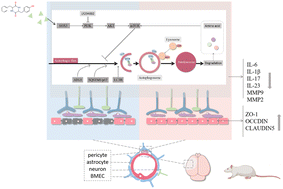 Graphical abstract: Cyclo-(Phe-Tyr) reduces cerebral ischemia/reperfusion-induced blood–brain barrier dysfunction through regulation of autophagy