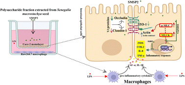 Graphical abstract: Senegalia macrostachya seed polysaccharides attenuate inflammation-induced intestinal epithelial barrier dysfunction in a Caco-2 and RAW264.7 macrophage co-culture model by inhibiting the NF-κB/MLCK pathway