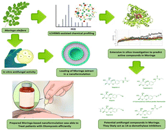Graphical abstract: Anti-otomycotic potential of nanoparticles of Moringa oleifera leaf extract: an integrated in vitro, in silico and phase 0 clinical study